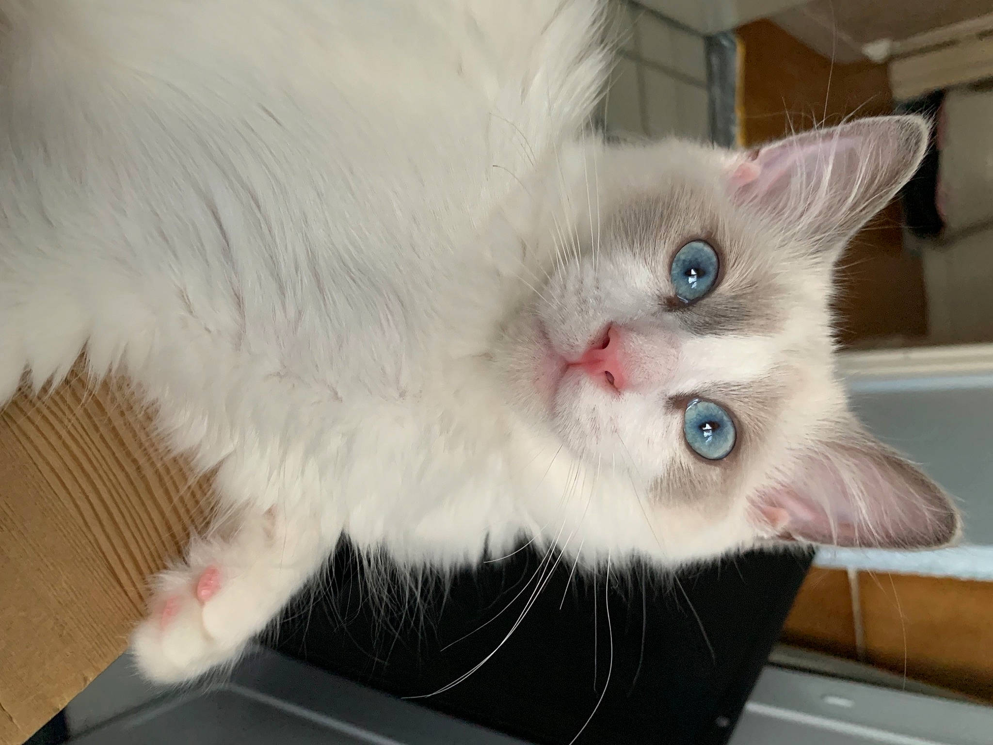 Kyo participe au concours pour gagner de l'argent avec cette photo : carnivore, cat, claw, domestic_short_haired_cat, fawn, felidae, fur, paw, small_to_medium_sized_cats, tail, whiskers