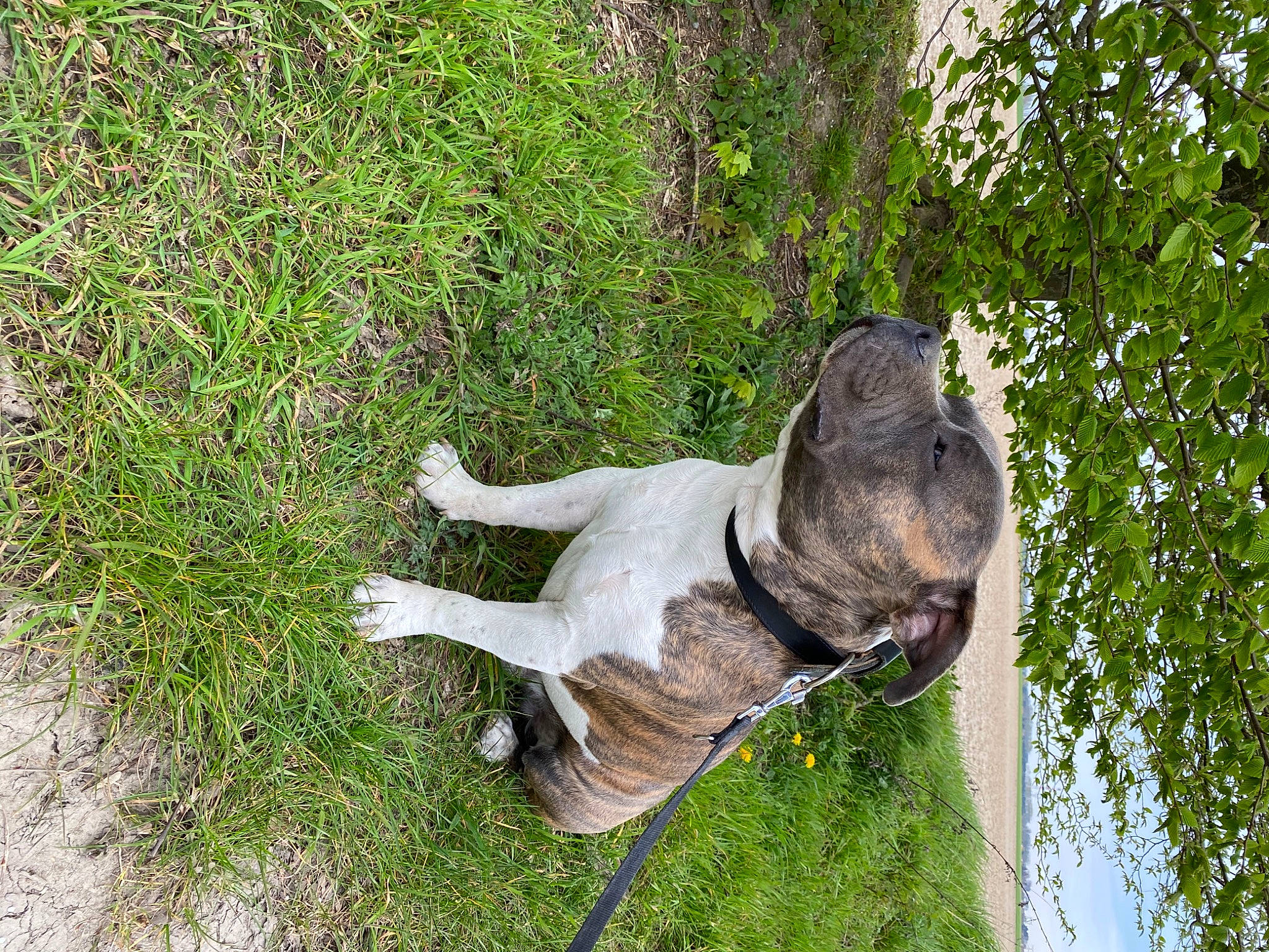 Paco participe au concours pour gagner de l'argent avec cette photo : canidae, carnivore, dog, fawn, grass, non_sporting_group, plant, sporting_group, tail, tree