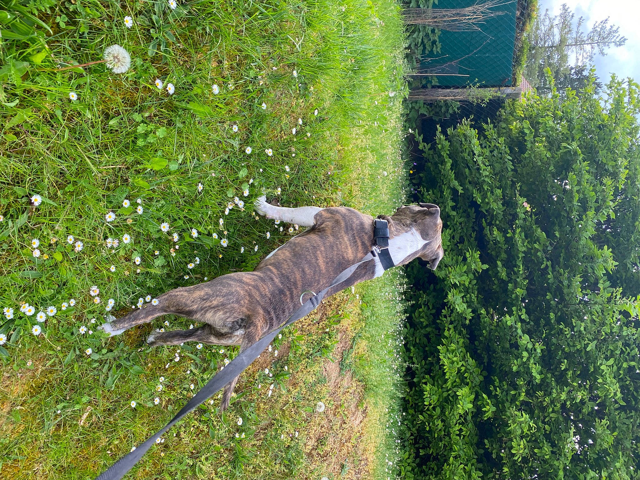 Paco a rejoint le concours — aidez-le/la à gagner de superbes lots ! american_staffordshire_terrier, canidae, carnivore, dog, dog_breed, fawn, grass, greyhound, hunting_dog, lurcher, mountain_cur, plant, shrub, sporting_group, tail