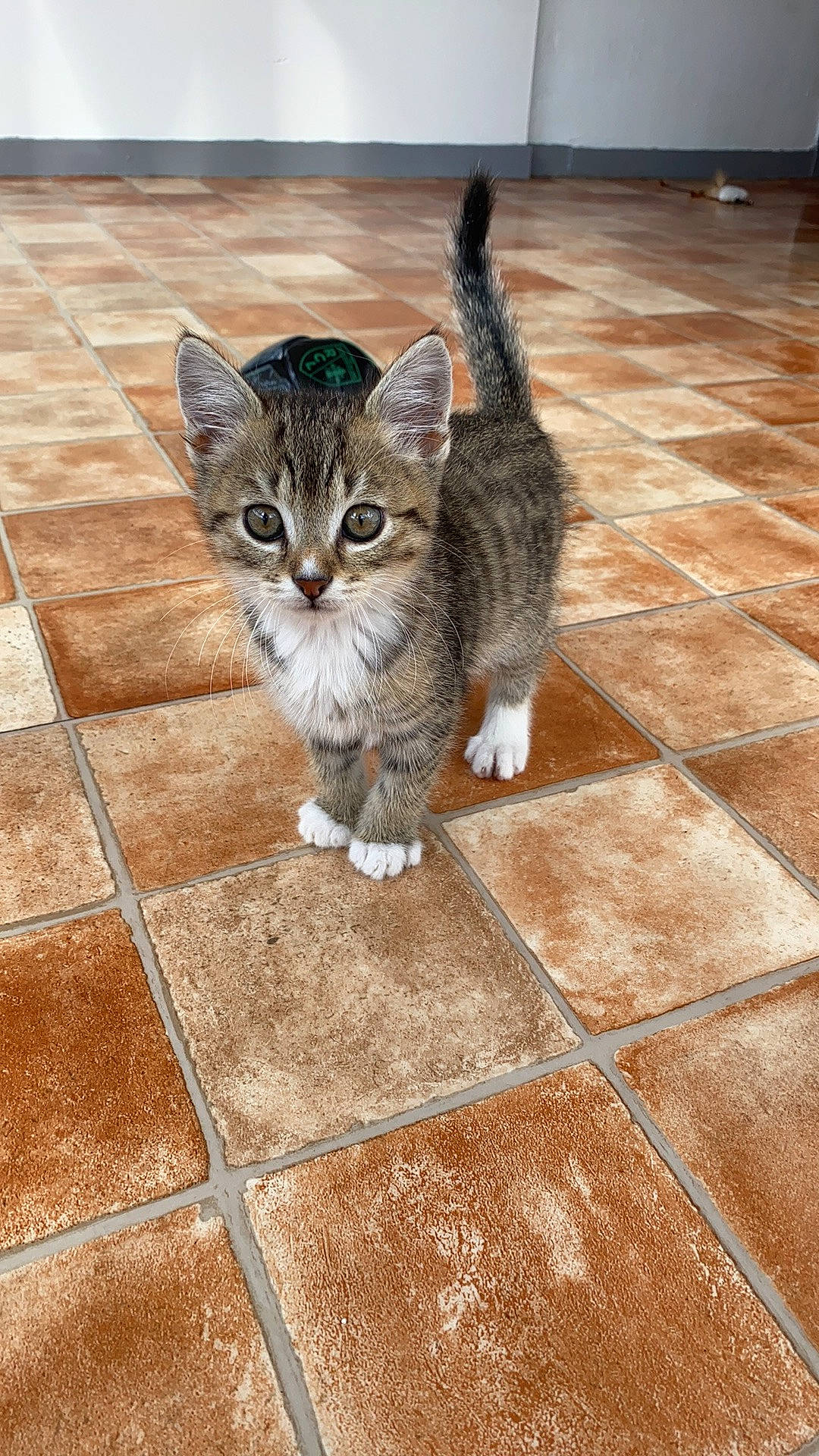 Beau Gosse a rejoint le concours — aidez-le/la à gagner de superbes lots ! carnivore, cat, domestic_short_haired_cat, eye, felidae, floor, flooring, fur, grey, hardwood, paw, road_surface, small_to_medium_sized_cats, snout, tail, terrestrial_animal, tile_flooring, wall, whiskers, wood