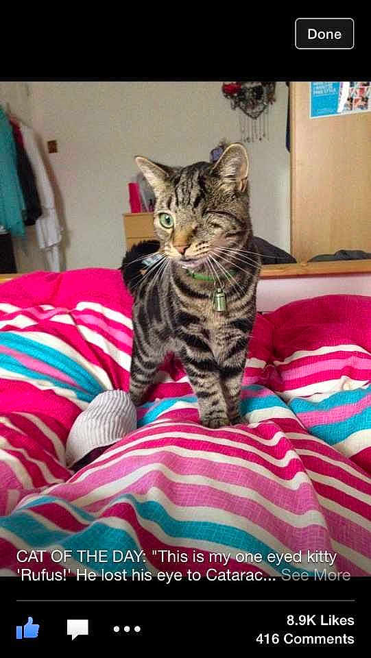 Rufus joined the competition — help win amazing prizes!