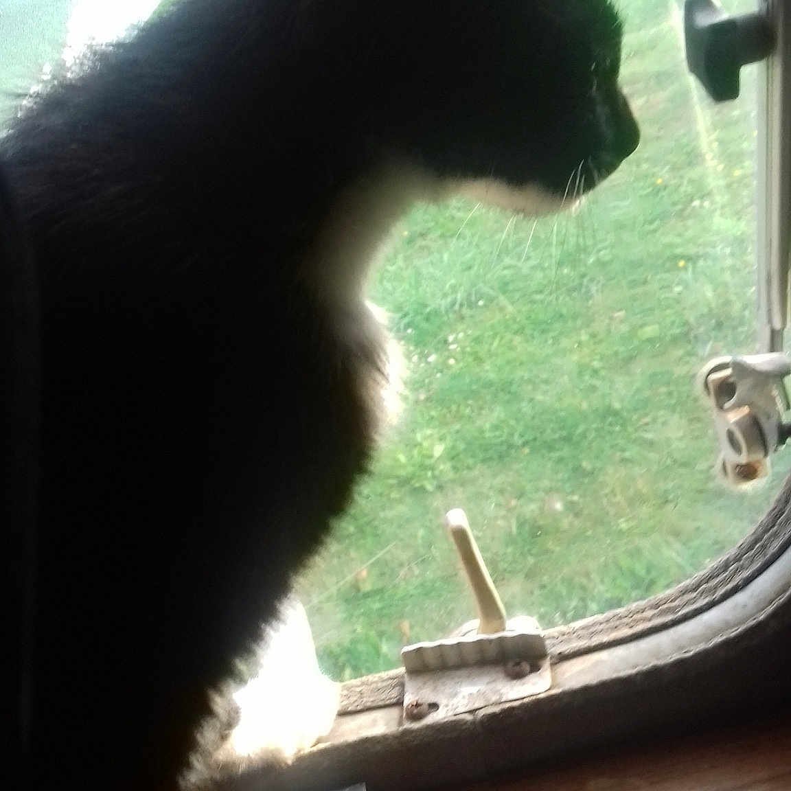 Chat