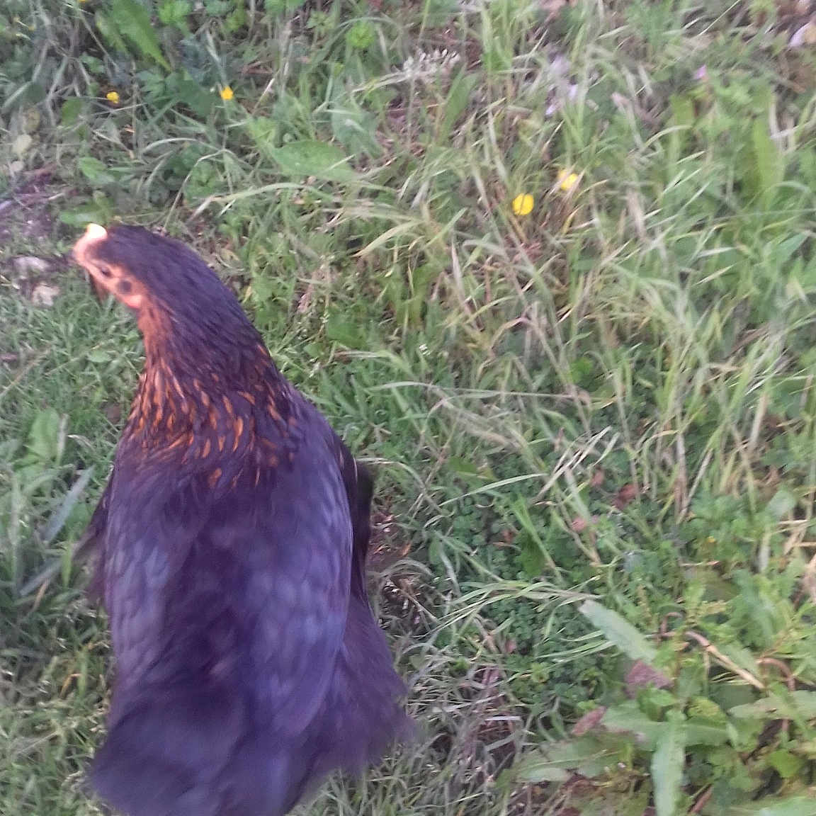 Poule