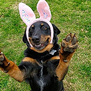 Milo joined the competition — help win amazing prizes! animal, black_dog, bunny_ears, collar, costume, cute, dog, fence, funny, grass, happy, leaf, nature, outdoor, paw, pet, playful, smiling, spring, tan_markings