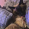 Luna is registered to the contest to win money with this photo: cat, siamese, sleeping, cozy, pillows, blanket, fur, indoor, pet, relaxing, resting, collar, soft, cute, animal, mammal, whiskers, closeup, comfort, feline