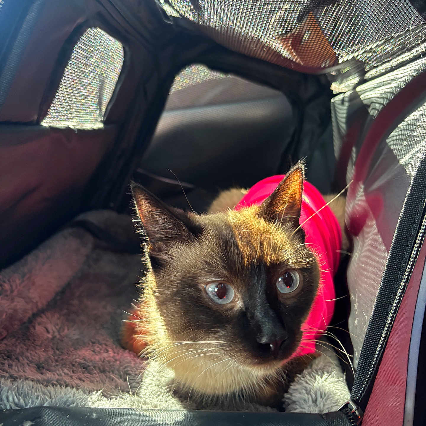 Luna joined the competition — help win amazing prizes! cat, siamese_cat, pet_carrier, pink_garment, sunlight, indoor, cozy, mesh_window, fur, whiskers, animal, pet, resting, closeup, curious, portrait, soft_texture, blanket, cage, domestic_cat