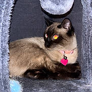 Luna joined the competition — help win amazing prizes! cat, siamese_cat, pet, indoor, furry, animal, cozy, cat_condo, toy, pom_pom, relaxed, feline, collar, pink_collar, heart_tag, fluffy, gray, resting, cute, eyes