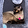 cat, siamese_cat, pet, indoor, furry, animal, cozy, cat_condo, toy, pom_pom, relaxed, feline, collar, pink_collar, heart_tag, fluffy, gray, resting, cute, eyes