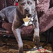 Mr. Magoo is registered to the contest to win money with this photo: canine, carpet, chair, comfort, cozy, dog, domestic_animal, front_leg, fur, furniture, gray_dog, home, indoor, looking_at_camera, lounge, mammal, pet, pillows, resting, rug