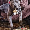 canine, carpet, chair, comfort, cozy, dog, domestic_animal, front_leg, fur, furniture, gray_dog, home, indoor, looking_at_camera, lounge, mammal, pet, pillows, resting, rug