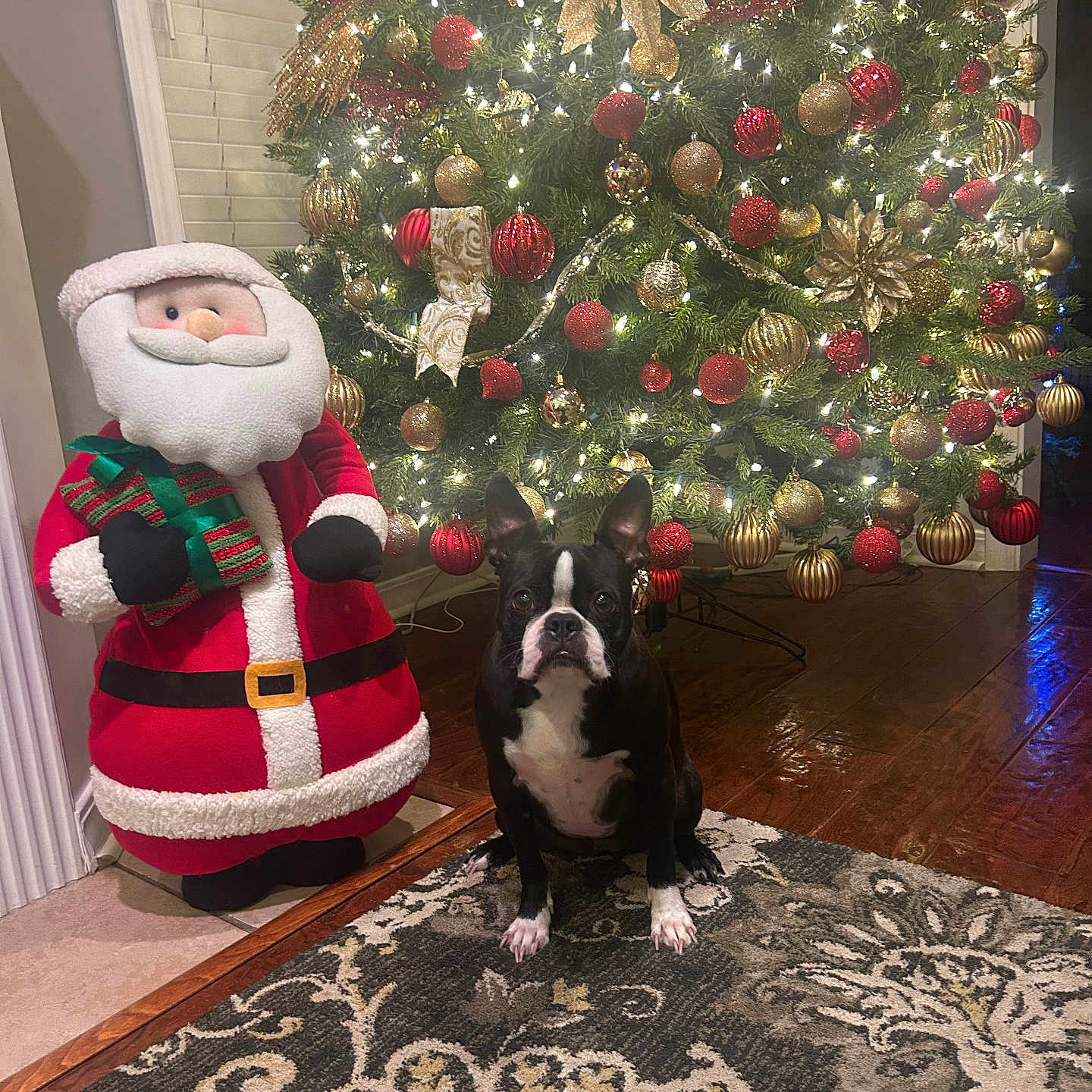 Lucy is registered to the contest to win money with this photo: black_and_white_dog, boston_terrier, celebration, christmas, christmas_tree, decorations, dog, festive, gift, holiday, home, indoor, lights, ornaments, pet, plush_toy, rug, santa_claus_figure, seasonal, wooden_floor