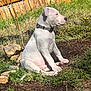 dog, puppy, white_dog, collar, grass, backyard, wooden_fence, rocks, sitting, sunlight, outdoors, pet, profile, muzzle, paws, soil, weeds, garden, portrait, attentive