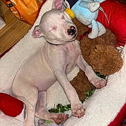 Bolt is registered to the contest to win money with this photo: puppy, dog, sleeping, stuffed_toy, plush_penguin, teddy_bear, dog_bed, paw, nose, white_fur, collar, cozy, indoor, wooden_floor, pet_food_bag, blanket, closeup, pet_toy, relaxed, cute