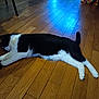 animal, black_and_white, blue_light, calm, cat, domestic, feline, flooring, fur, home, indoor, lying_down, paw, pet, relaxed, resting, sleeping, stretching, table_leg, wooden_floor