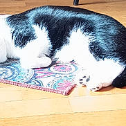 Zoé participe au concours pour gagner de l'argent avec cette photo : animal, black_and_white, calm, cat, cozy, domestic, fur, indoor, paw, pet, pink, quiet, relaxing, resting, rug, sleeping, sunlight, toy, whiskers, wooden_floor