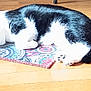 animal, black_and_white, calm, cat, cozy, domestic, fur, indoor, paw, pet, pink, quiet, relaxing, resting, rug, sleeping, sunlight, toy, whiskers, wooden_floor