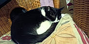 Zoé a rejoint le concours — aidez-le/la à gagner de superbes lots ! animal, black_and_white_cat, cat, comfort, cozy, curled_up, cushion, floral_pattern, fur, home, indoor, nap, pet, quiet, relaxation, resting, sleeping_cat, tail, whiskers, wicker_furniture