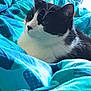 Zoé participe au concours pour gagner de l'argent avec cette photo : animal, bed, black_and_white, blanket, cat, close_up, comfort, cozy, cute, domestic, feline, fur, indoor, pet, relaxing, resting, sleepy, soft, warm, whiskers