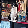 black_and_white, books, bookshelf, cat, chair, curious, decor, domestic, furniture, guitar, household, indoor, pet, plant_pattern, portrait, sitting, table, tablecloth, water_bottles, wide_eyes