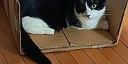 Zoé participe au concours pour gagner de l'argent avec cette photo : animal, black_and_white_cat, box, cardboard_box, cat, cozy, curious, cute, domestic_cat, feline, flooring, fur, home, indoor, pet, relaxed, resting, tail, whiskers, wooden_floor