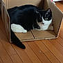 animal, black_and_white_cat, box, cardboard_box, cat, cozy, curious, cute, domestic_cat, feline, flooring, fur, home, indoor, pet, relaxed, resting, tail, whiskers, wooden_floor