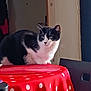 cat, black_and_white, table, tablecloth, red, polka_dot, indoor, furniture, chair, door, curious, pet, animal, domestic, whiskers, sitting, side_view, cozy, home, looking