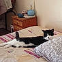 cat, bed, bedroom, feline, black_and_white, resting, pillow, nightstand, lamp, floral_pattern, indoor, furniture, cozy, relaxed, animal, pet, sleeping_area, domestic, household, curious