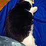 animal, bed, black_and_white, blanket, blue_blanket, cat, comfort, cozy, domestic_animal, feline, fur, indoor, lying_down, peaceful, pet, relaxation, resting, sleeping, soft, star_pattern
