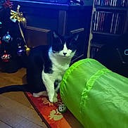 Zoé a rejoint le concours — aidez-le/la à gagner de superbes lots ! animal, ball, black_and_white, cabinet, cat, cd_shelf, christmas_tree, cozy, decor, furniture, green_tunnel, houseplant, indoor, living_room, ornaments, pet, rug, television, toy, wood_floor