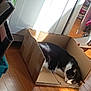 animal, black_and_white, cardboard_box, cat, clutter, cozy, domestic, door, feline, household, indoor, mirror, pet, quiet, reflection, relaxing, resting, sleeping, sunlight, wooden_floor