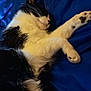 cat, black_and_white, sleeping, paw, fur, whiskers, indoor, blanket, blue, relaxed, pet, cute, animal, feline, cozy, resting, wooden_floor, stretching, closeup, domestic_cat