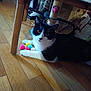 cat, black_and_white, indoor, wooden_floor, colorful_toys, pom_poms, scratching_post, chair_leg, curious, pet, feline, cozy, patterned_wallpaper, flooring, relaxed, domestic_animal, playful, home_interior, animal, resting