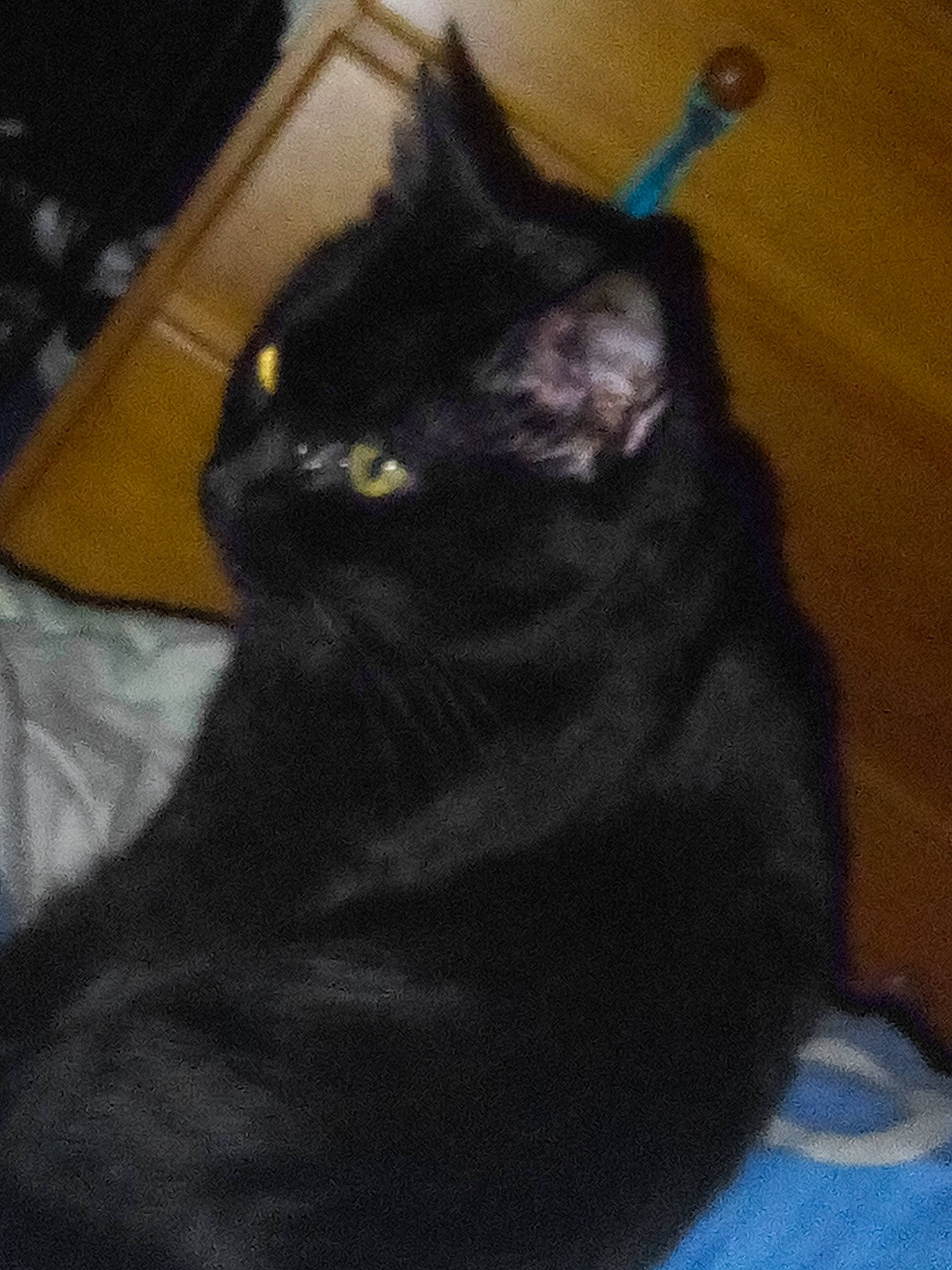 Samanta a rejoint le concours — aidez-le/la à gagner de superbes lots ! black_cat, bombay, carnivore, cat, comfort, domestic_short_haired_cat, felidae, fur, grey, small_to_medium_sized_cats, snout, tail, terrestrial_animal, whiskers