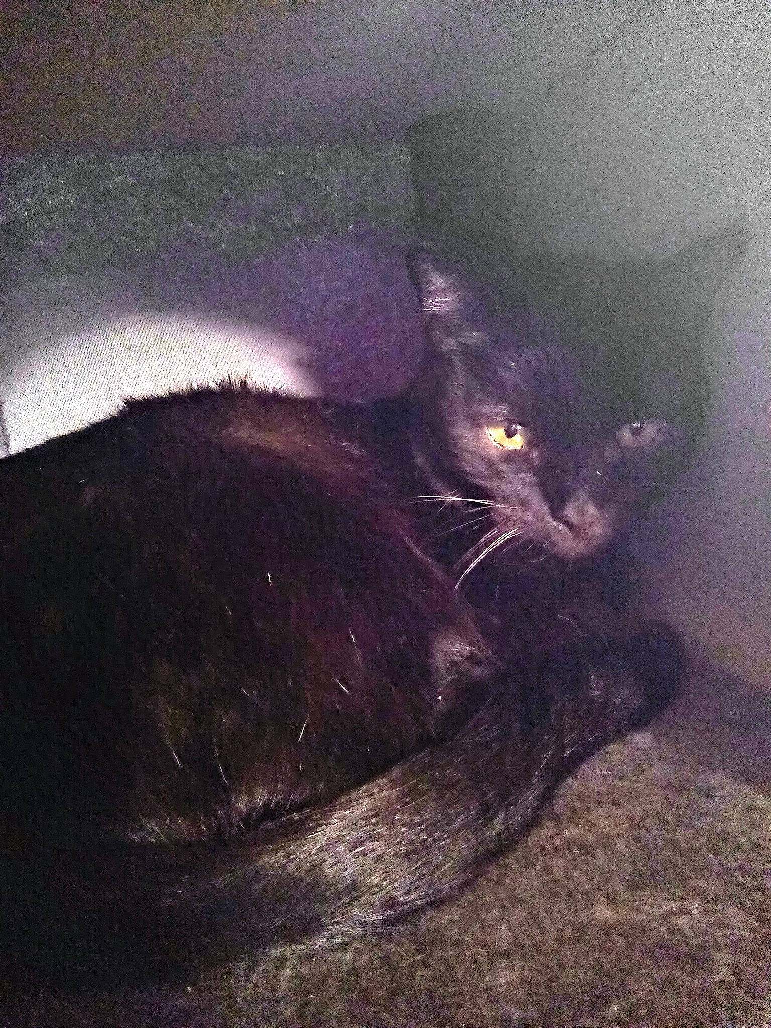 Samanta a rejoint le concours — aidez-le/la à gagner de superbes lots ! black_cat, carnivore, cat, cloud, comfort, darkness, domestic_short_haired_cat, felidae, fur, meteorological_phenomenon, paw, shadow, sky, small_to_medium_sized_cats, square, tail, terrestrial_animal, tints_and_shades, whiskers, window