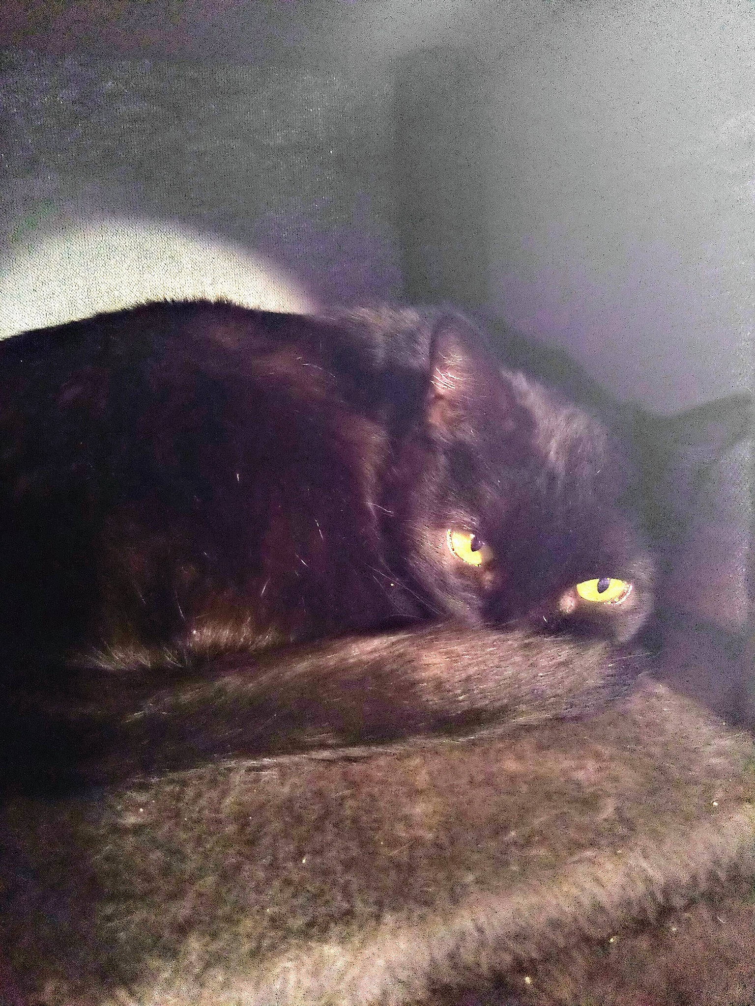 Samanta participe au concours pour gagner de l'argent avec cette photo : black_cat, bombay, carnivore, cat, cloud, comfort, domestic_short_haired_cat, eye, felidae, fur, grass, sitting, sky, small_to_medium_sized_cats, snout, tail, terrestrial_animal, tints_and_shades, tree, whiskers