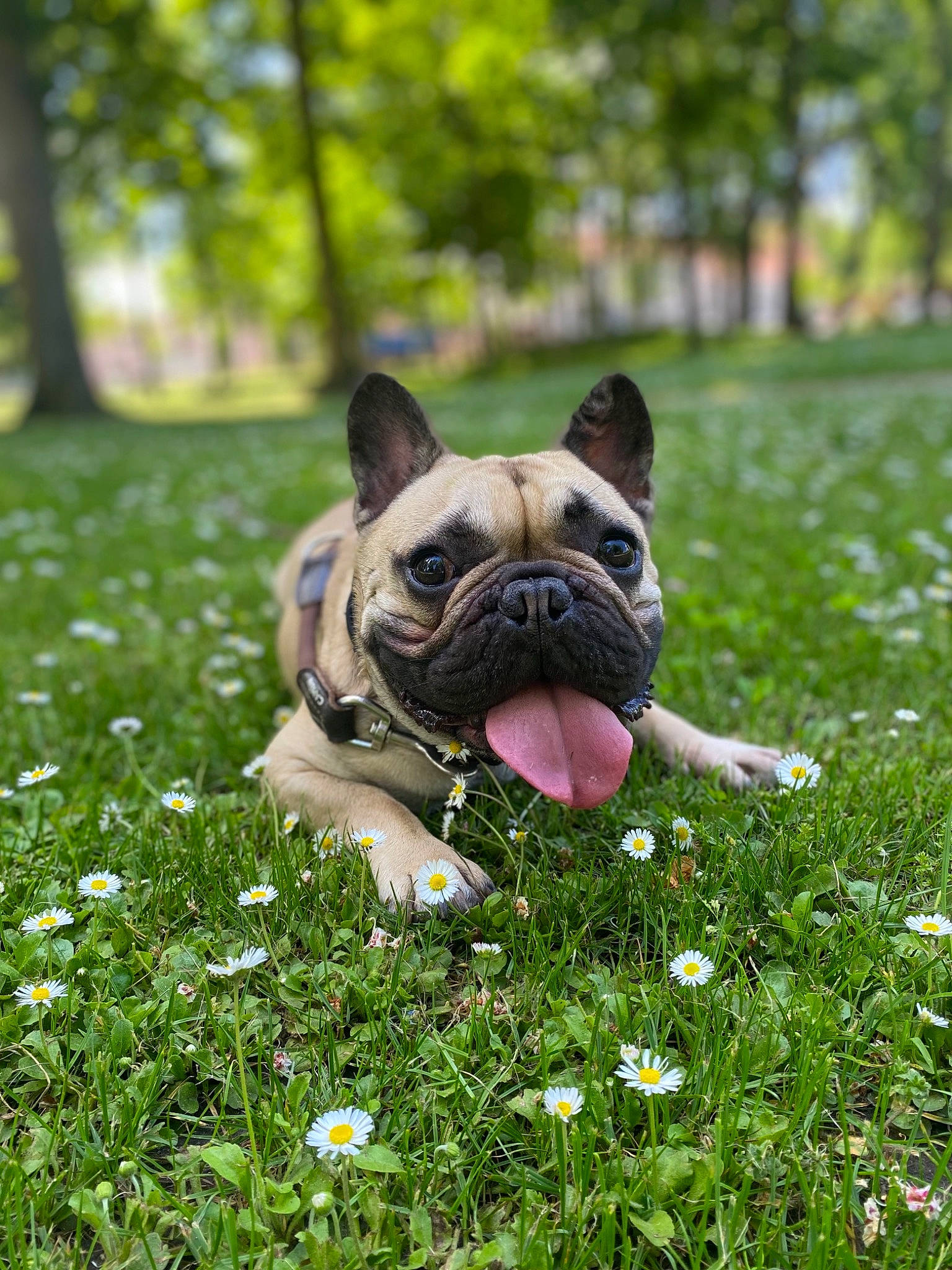 Elmo a rejoint le concours — aidez-le/la à gagner de superbes lots ! bulldog, carnivore, companion_dog, dog, dog_breed, fawn, flower, grass, grass_family, green, groundcover, mammal, plant, pug, snout, sporting_group, sunlight, tree, vertebrate, wrinkle