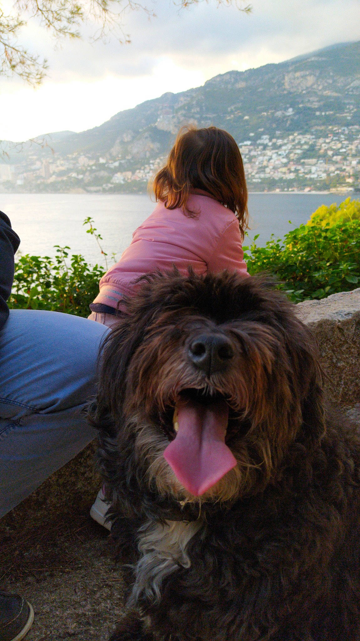 Dafnée a rejoint le concours — aidez-le/la à gagner de superbes lots ! canidae, carnivore, cloud, companion_dog, dog, dog_breed, grass, lake, liver, mountain, plant, sky, small_terrier, snout, sporting_group, terrier, toy_dog, water, water_dog, working_animal