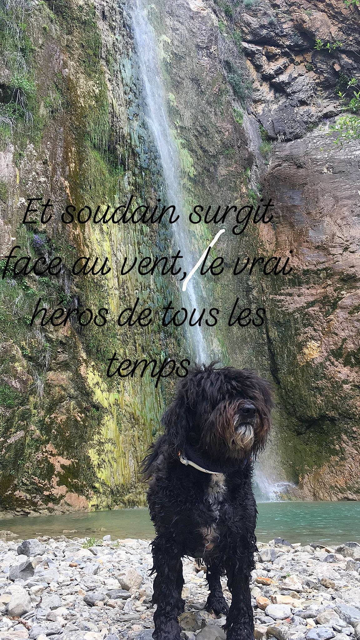 Dafnée a rejoint le concours — aidez-le/la à gagner de superbes lots ! bedrock, carnivore, companion_dog, dog, dog_breed, ecoregion, font, landscape, liver, natural_landscape, nature, organism, outcrop, trunk, water, water_dog, water_resources, watercourse, waterfall, working_animal