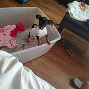 Bentley is registered to the contest to win money with this photo: puppy, dog, sweater, plastic_container, towels, toy, wooden_floor, slippers, vacuum_cleaner, chair, home, indoor, pet, small_dog, curious, brown, black, flooring, domestic, cozy