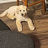 Chyll is registered to the contest to win money with this photo: dog, puppy, white_fur, curly_fur, fluffy, lying_down, stretched_legs, black_nose, brown_eyes, wooden_floor, indoor, chair, home, carpet, furniture, portrait, pet, cute, relaxed, animal