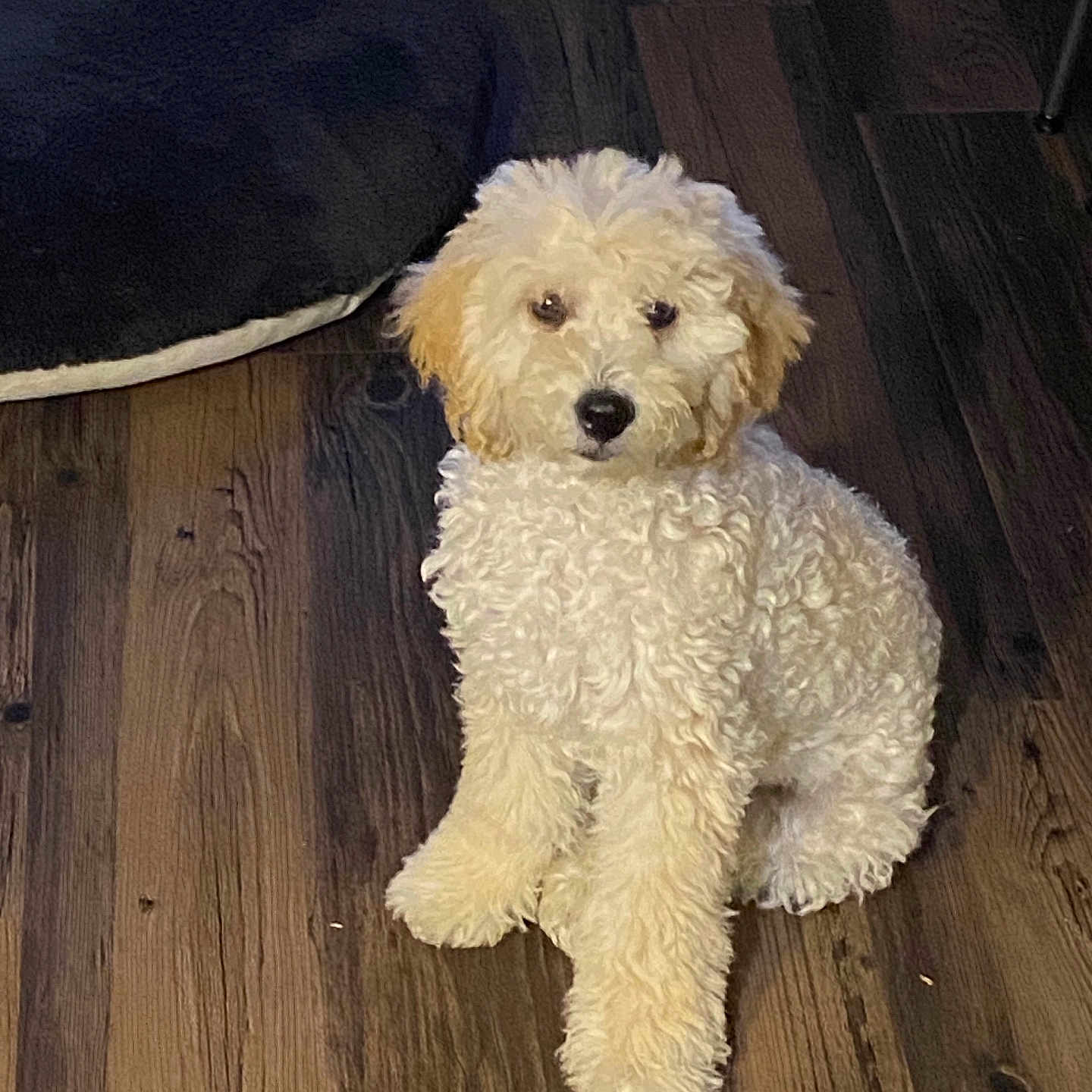Chyll is registered to the contest to win money with this photo: adorable, black_nose, brown_eyes, canine, cozy, cream_colored, curly_fur, cushion, dog, fluffy, home, indoor, looking_at_camera, paws, pet, portrait, puppy, sitting, small_dog, wooden_floor