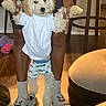 Chyll joined the competition — help win amazing prizes! dog, puppy, white_dog, fluffy, dressed_pet, costume, shirt, shorts, socks, slippers, indoor, living_room, wood_floor, furniture, chair, ottoman, home, person, funny, pet_photography