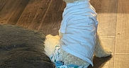 Chyll joined the competition — help win amazing prizes! dog, puppy, curly_fur, white_dog, clothing, shirt, diaper, sitting, back_view, indoor, wooden_floor, sunlight, window, dog_bed, plush_toy, pet, cute, home, portrait, casual_photo