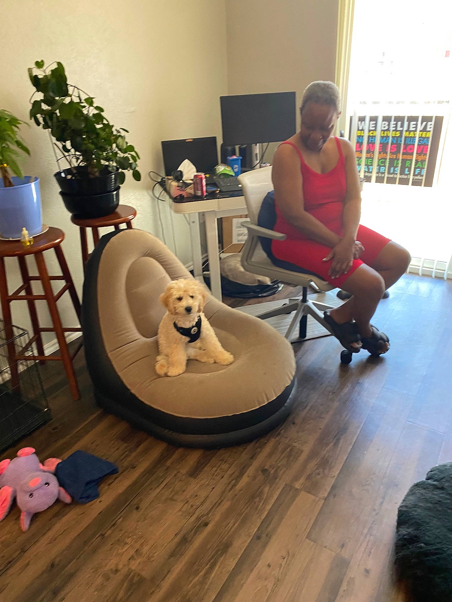 Chyll joined the competition — help win amazing prizes! chair, computer, desk, dog, fluffy, hardwood_floor, home_office, houseplant, indoor, living_room, monitor, person, pet, puppy, sitting, small_dog, sunlight, toy, window, woman