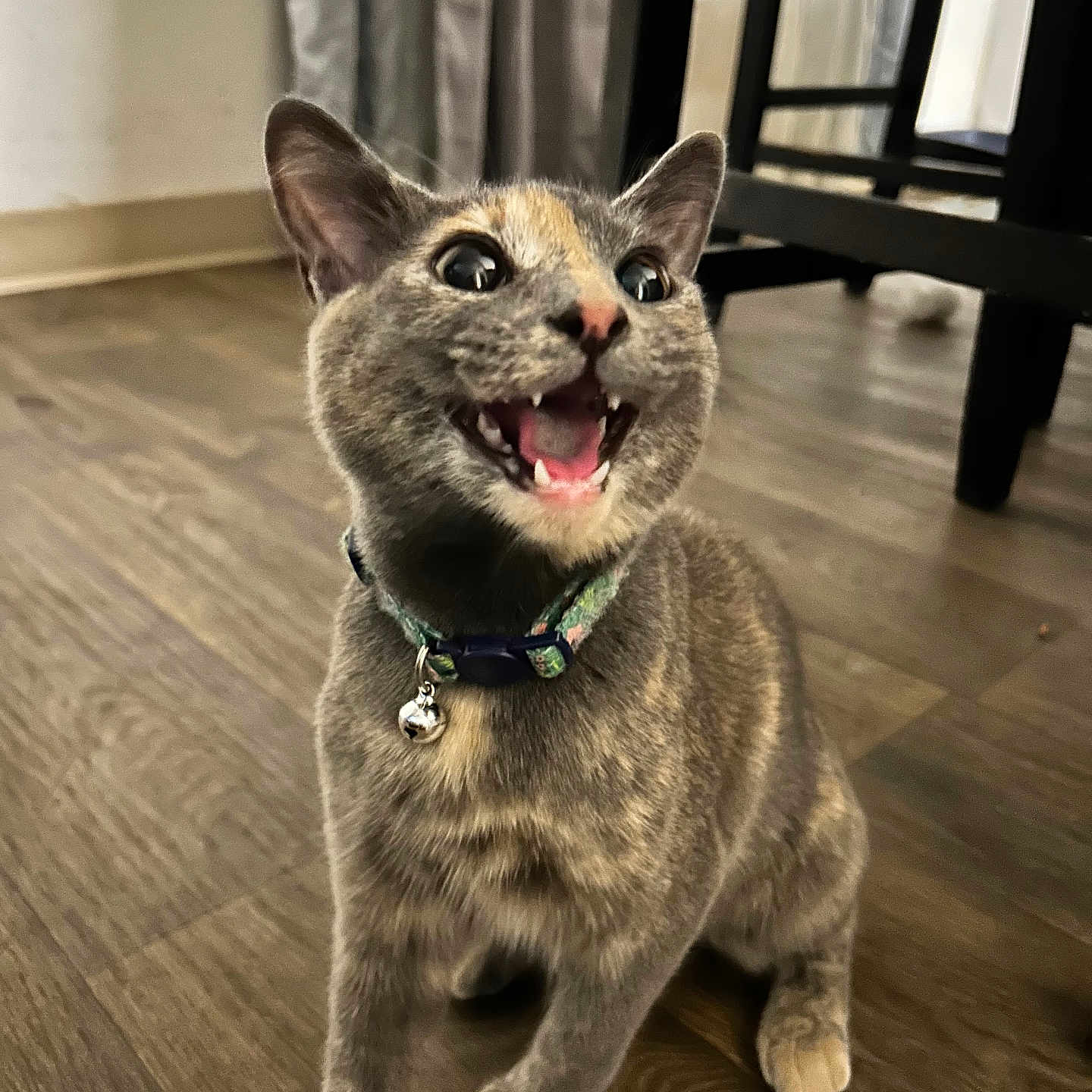 Daisy is registered to the contest to win money with this photo: animal, bell, cat, chair, collar, curtain, cute, domestic_animal, ears, feline, fur, happy, indoor, mouth_open, pet, playful, sitting, whiskers, wooden_floor, young_cat