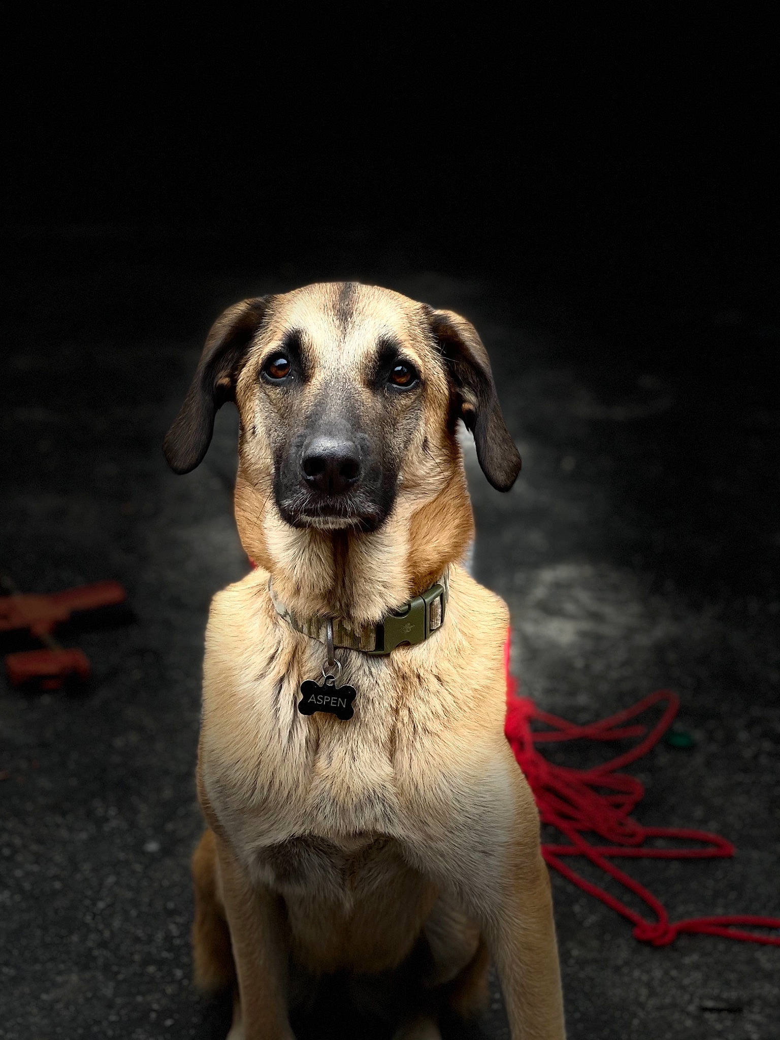 Aspen joined the competition — help win amazing prizes! canidae, carnivore, companion_dog, dog, dog_breed, event, fawn, fur, pet_supply, plant, snout, sporting_group, terrestrial_animal, whiskers, wildlife, working_animal, working_dog