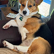 Axel is registered to the contest to win money with this photo: corgi, dog, pet, canine, indoor, couch, leaves, plant, window, fur, ears, paw, collar, tag, relaxed, brown, white, black, furniture, home