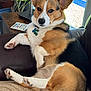 corgi, dog, pet, canine, indoor, couch, leaves, plant, window, fur, ears, paw, collar, tag, relaxed, brown, white, black, furniture, home