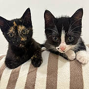 Nyx a rejoint le concours — aidez-le/la à gagner de superbes lots ! adorable, animal, black_and_white, cats, close_up, cute, ears, eyes, feline, indoor, kittens, paws, pets, portrait, resting, soft_blanket, striped_blanket, tortoiseshell, tuxedo_cat, whiskers