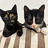 adorable, animal, black_and_white, cats, close_up, cute, ears, eyes, feline, indoor, kittens, paws, pets, portrait, resting, soft_blanket, striped_blanket, tortoiseshell, tuxedo_cat, whiskers